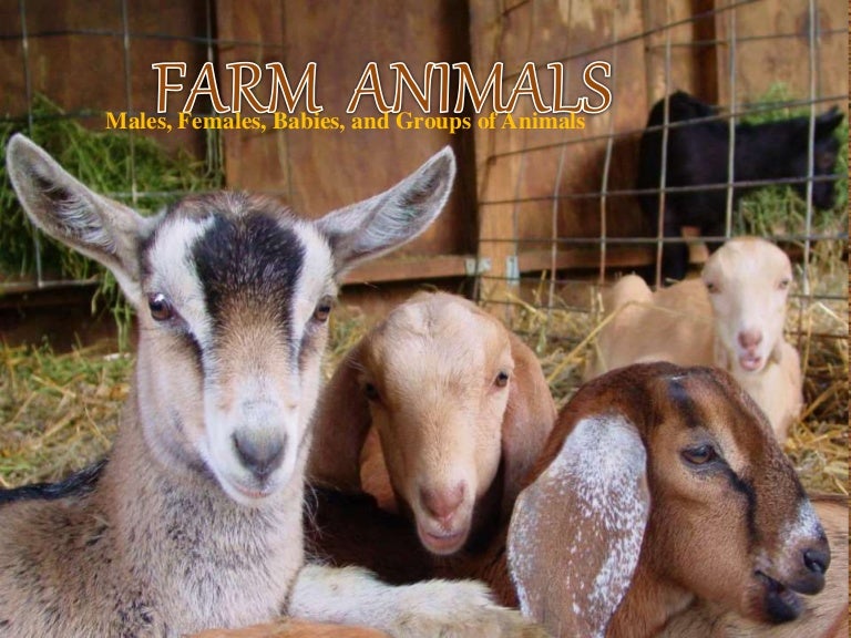 Farm Animal Family and Farm areas