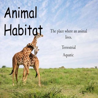 Animal habitat 