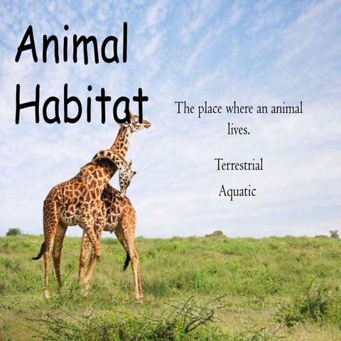 Animal habitat 