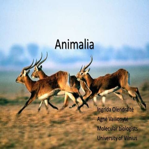 Animalia 