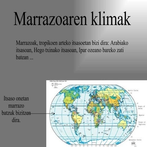 Animaliak (  Marrazoa)