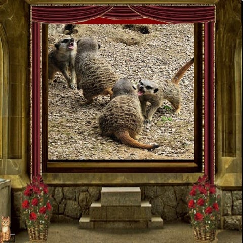 Animali In Combattimento