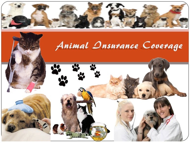 Animal Insurance Coverage