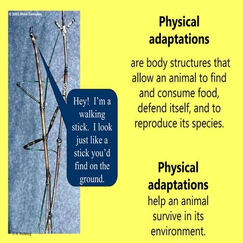 animal_adaptations and their environment.ppt