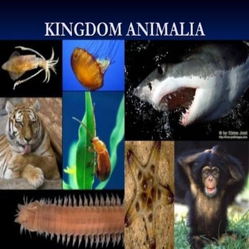 animalia kingdom class 11 biology cbse.pptx