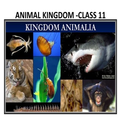 Animal kingdom  class 11