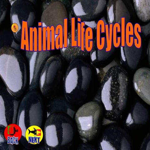 Animal lifecycles