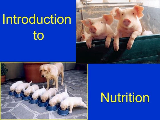 ANIMAL NUTRITION AND FEEDING LECTURE CONTENT | PPT