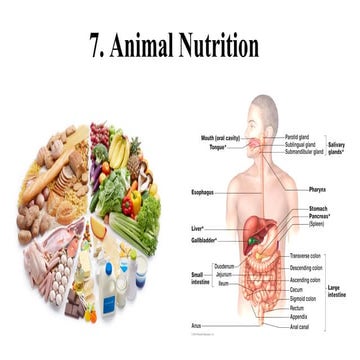 Science Form 2 Nutrition notes | DOC