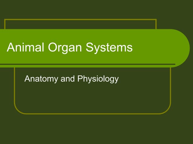Animal organ systems