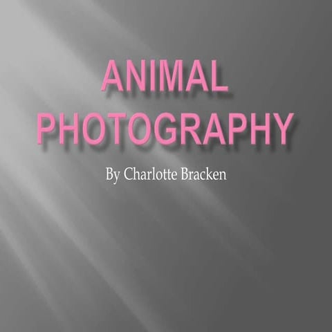 Animal photography