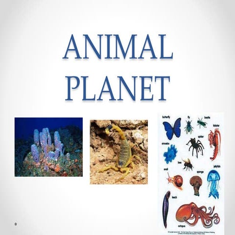 Animal planet 