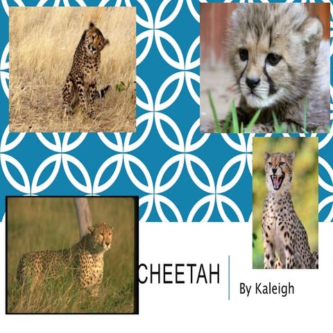 Animal powerpointkaleigh