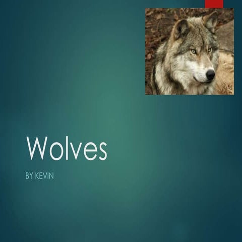 Animal powerpointkevin