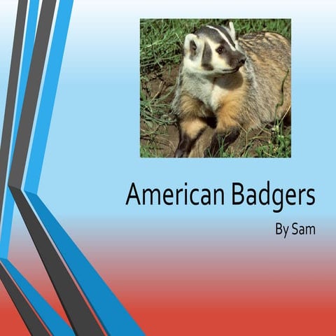 Animal powerpointsam