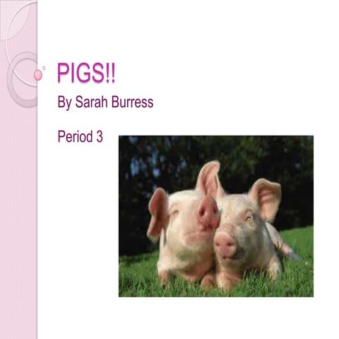 Animal ppt sarah burress