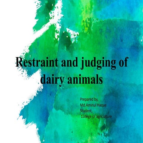 Restraint and judging of dairy animals