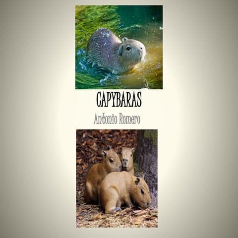 Animal report romero