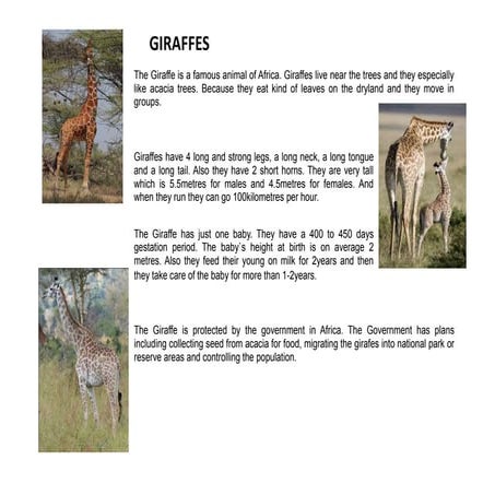 Animal Reports CSWE2 Gosford TAFE