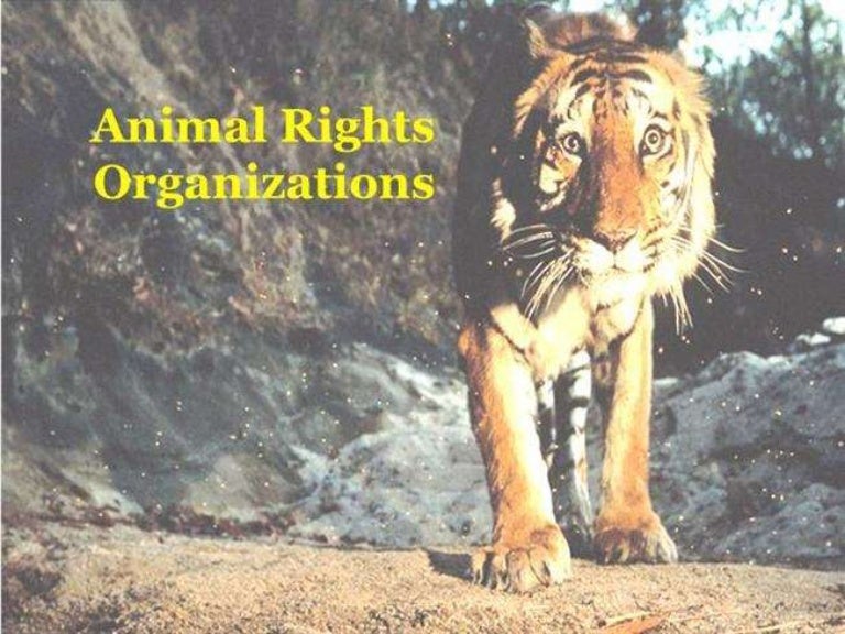 Animal Rights Organizations