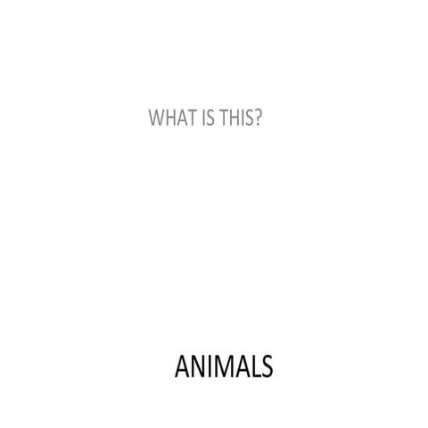 Animals