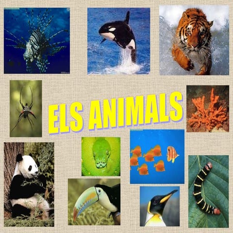 Animals