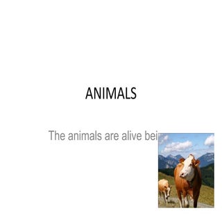 Animals