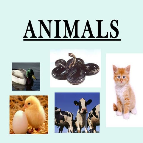 Animals