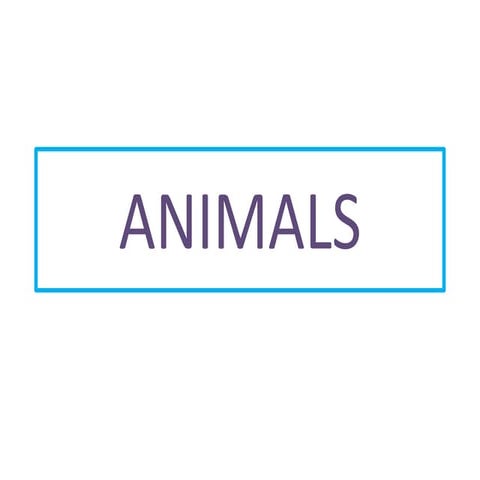 Animals