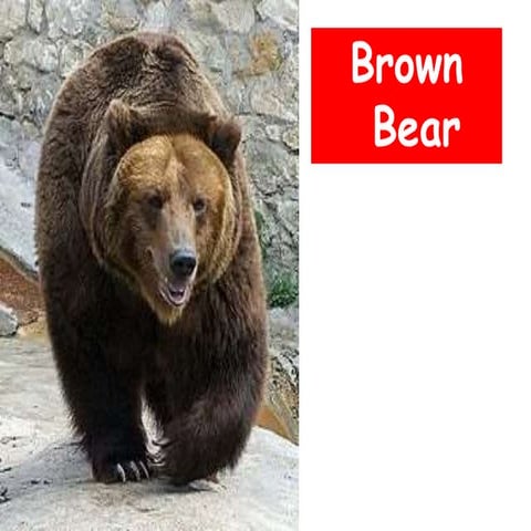 Brown Bear, Brown Bear what do you see?