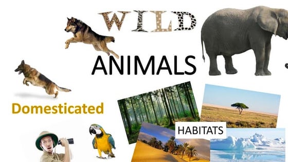 Difference between domestic and wild animals | PPTX