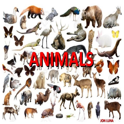 Animals | PDF