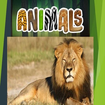 Animals and Pets