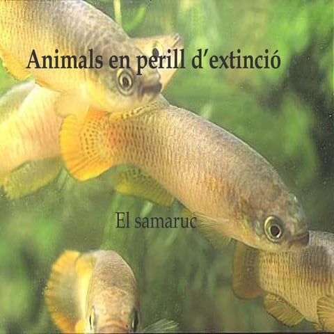 Animals En Perill D’Extinció2007