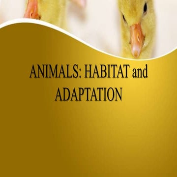 Animals  habitat and adaptations- habitat