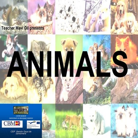 Animals  repaso 1º para slideshare