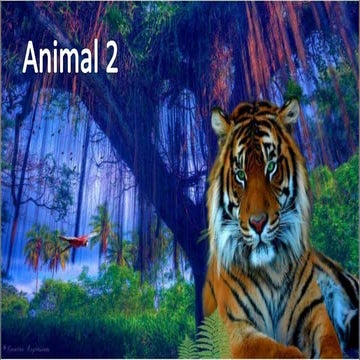 Animals Around the world - ENJOY THE NATURE 