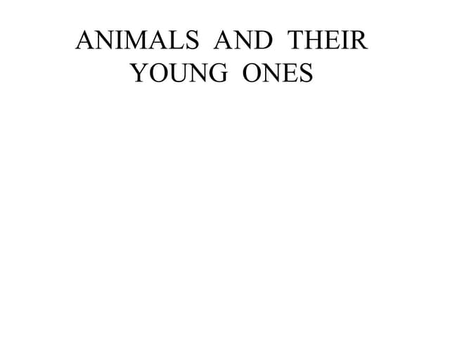 animals-yngones_rwfblore_farha.pptffggffccccfd