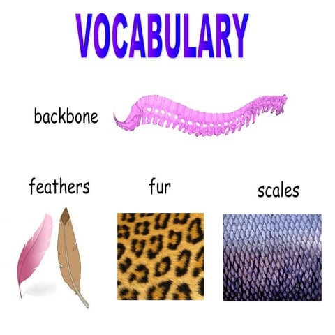 Animals basic classification
