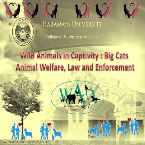 Wild Animals in Captivity : Big Cats  Animal Welfare, Law and Enforcement