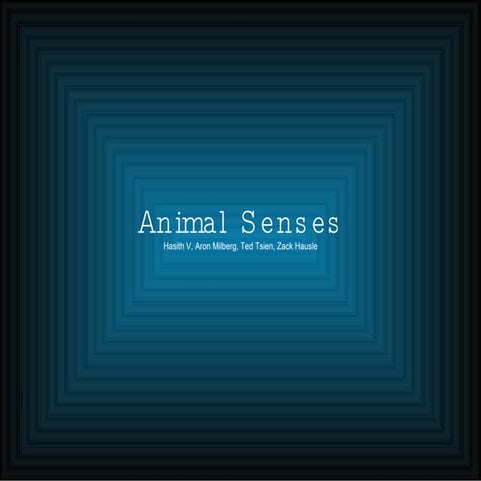 Animal Senses