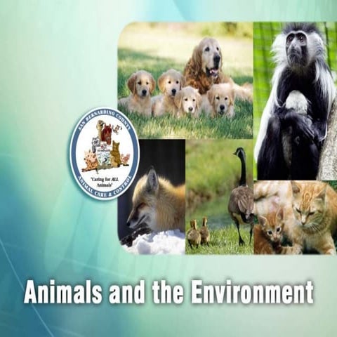 Animals environment