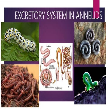Animals' excretion