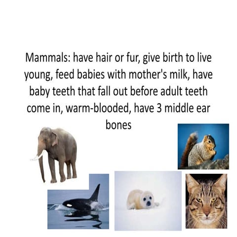 Animals for website