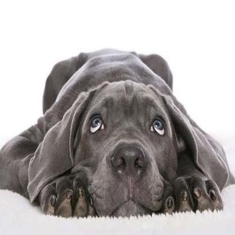 ANIMALS IN THE PICTURES