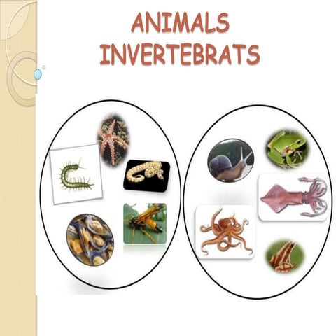 Animals invertebrats