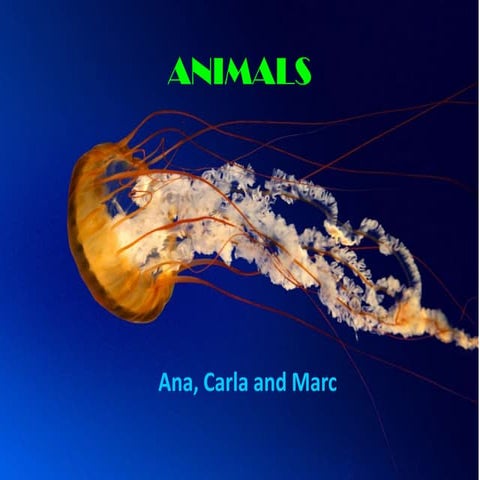 Animal smarcanacarla
