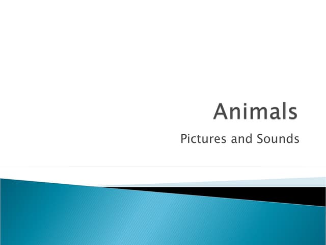 Animals Pictures And Sounds