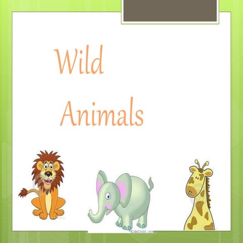 Week 8: Wild Animals! 