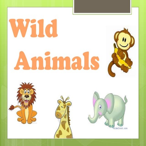 Week 8: Wild Animals! 